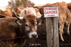 aubrac-2021-2272