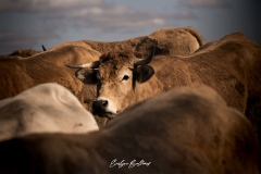 aubrac-2021-2282
