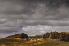 aubrac-2021-2406