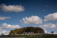 aubrac-2021-593