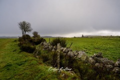 aubrac-2021-9262