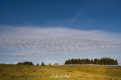 aubrac-2021-9493