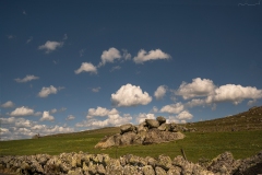 aubrac-2021-9566