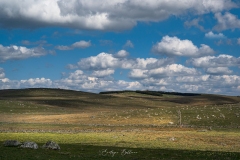 aubrac-2021-9580