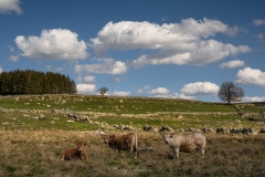 aubrac-2021-9590