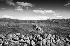 aubrac-2021-9612