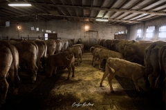 aubrac-2021_9095