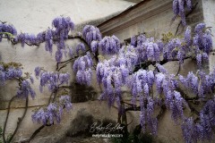 CHATEAU-LOIRE-2025-Azay-le-rideau-1347