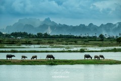 vietnam-2025-6667
