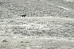 yellowstone-2024-3303