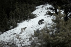 yellowstone-2024-3332-