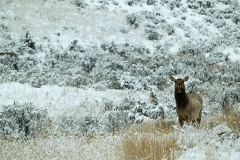 yellowstone-2024-3440