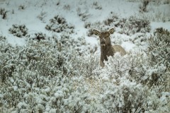yellowstone-2024-3506