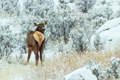 yellowstone-2024-3531