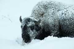 yellowstone-2024-4007