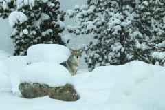 yellowstone-2024-4089