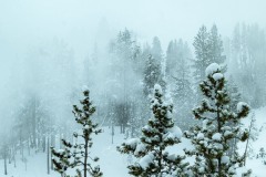 yellowstone-2024-4174