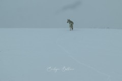 yellowstone-2024-4268