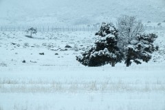 yellowstone-2024-4398