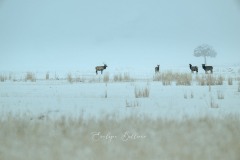 yellowstone-2024-4445