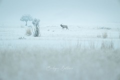 yellowstone-2024-4470