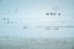 yellowstone-2024-4483