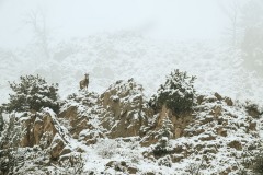 yellowstone-2024-4657