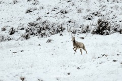 yellowstone-2024-4728