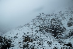 yellowstone-2024-4754