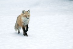 yellowstone-2024-4802