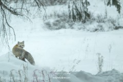 yellowstone-2024-4919