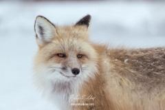 yellowstone-2024-4975