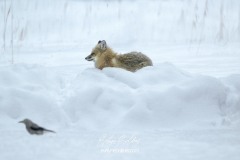 yellowstone-2024-5008