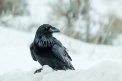 yellowstone-2024-5219