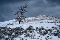 yellowstone-2024-5315