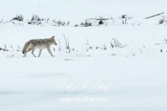 yellowstone-2024-5323