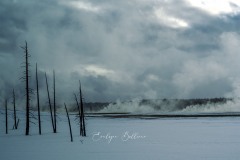 yellowstone-2024-5415