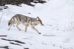 yellowstone-2024-5432