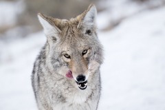 yellowstone-2024-5553