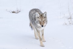 yellowstone-2024-5620