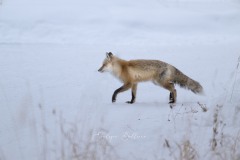 yellowstone-2024-5726