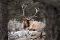 yellowstone-2024-5819