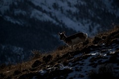 yellowstone-2024-5955