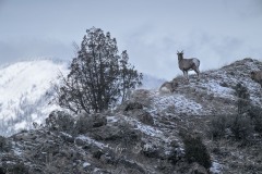 yellowstone-2024-5989